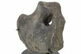 Hadrosaur (Hypacrosaurus) Coracoid Bone w/ Metal Stand - Montana #227708-3
